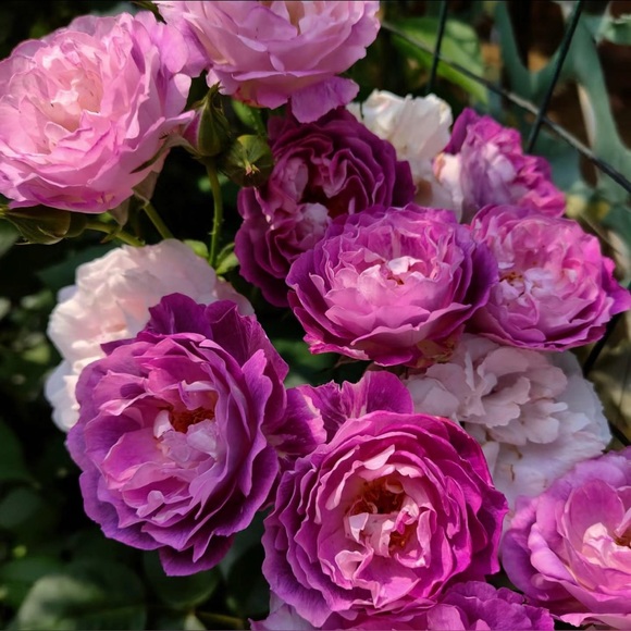 ππ€ππ΄ππ€ππ΄ππ€ππ΄ππ€ππ΄ - Picture 9 of 13